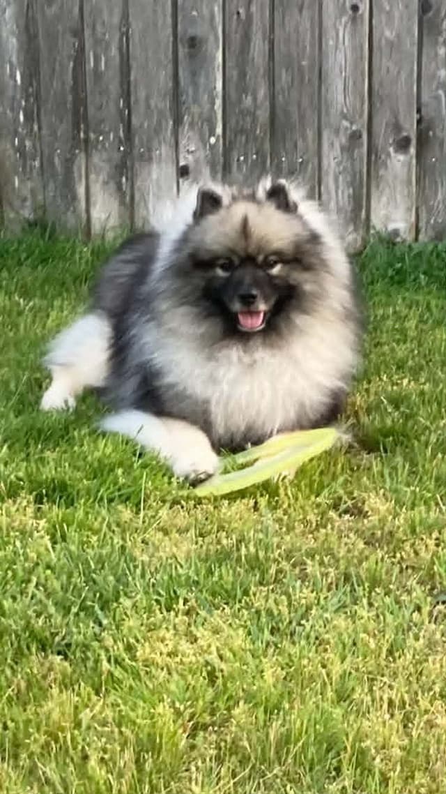 Keepsake Keeshond Puppies media 17