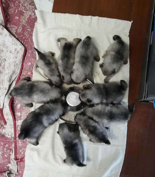Keepsake Keeshond Puppies media 18