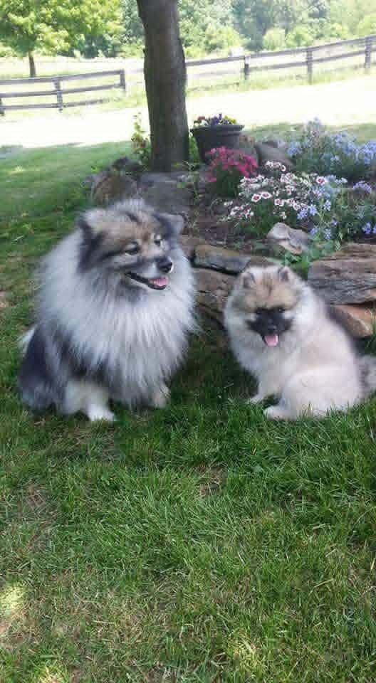 Keepsake Keeshond Puppies media 19