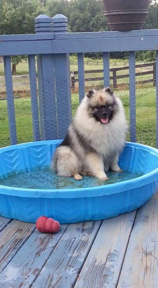 Keepsake Keeshond Puppies media 21