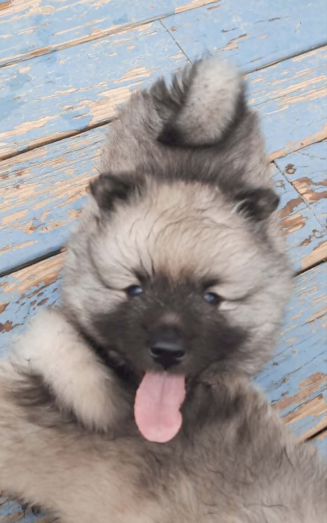Keepsake Keeshond Puppies media 22
