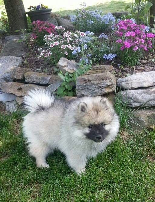 Keepsake Keeshond Puppies media 23