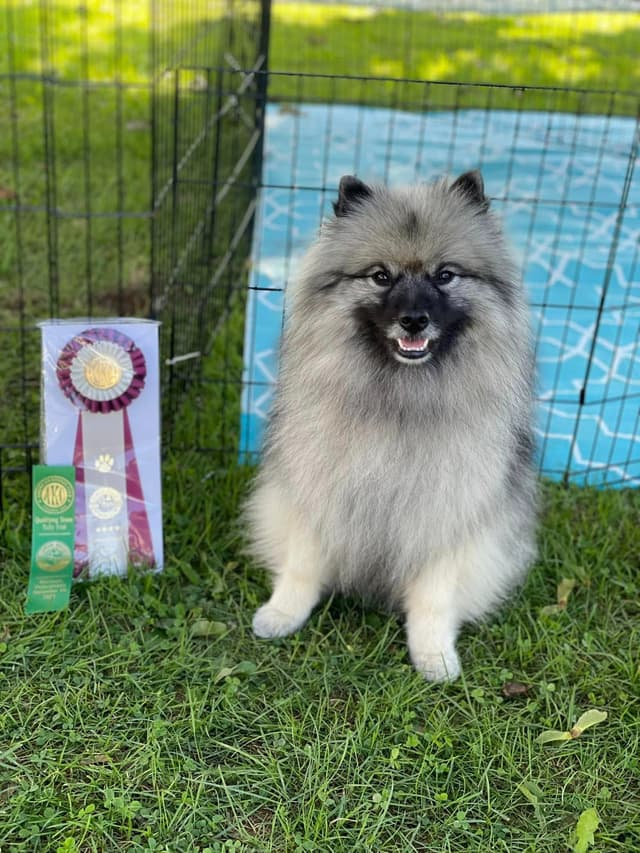 Keepsake Keeshond Puppies media 24
