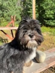 Lhasa Apso Puppies breeder image 1
