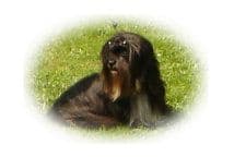 Lhasa Apso Puppies breeder image 3