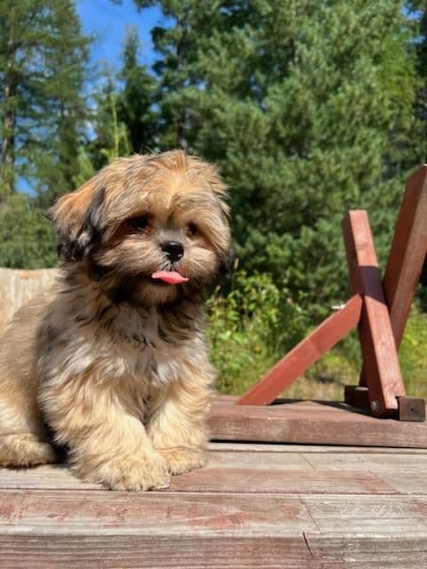 Lhasa Apso Puppies breeder image 4