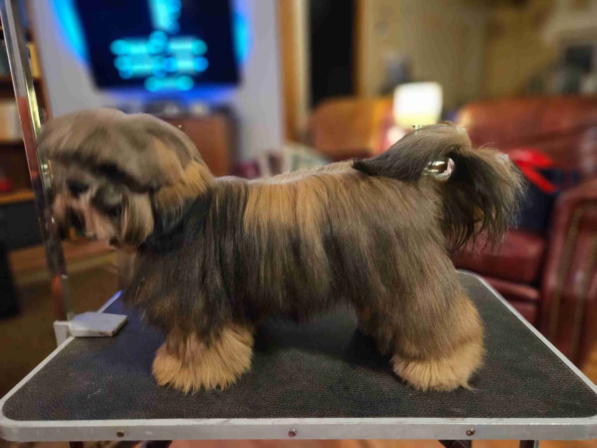 Lhasa Apso Puppies breeder image 5