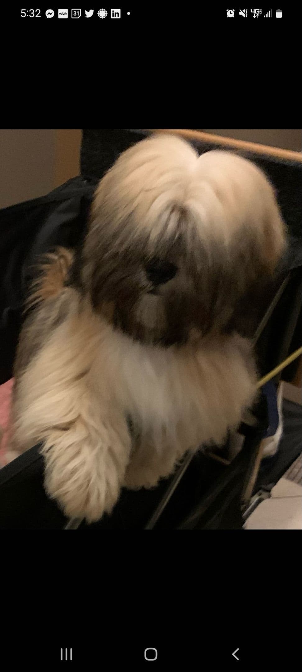 Lhasa Apso Puppies breeder image 6