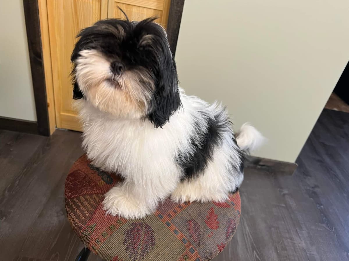 Lhasa Apso Puppies breeder image 7