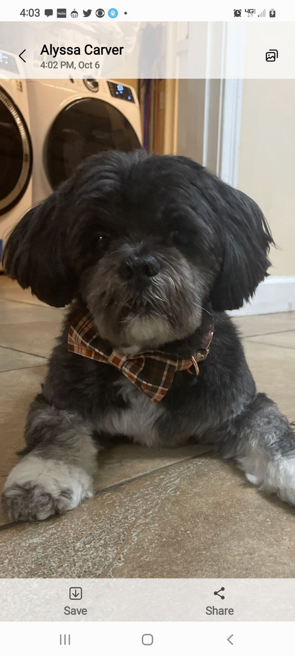 Lhasa Apso Puppies breeder image 8