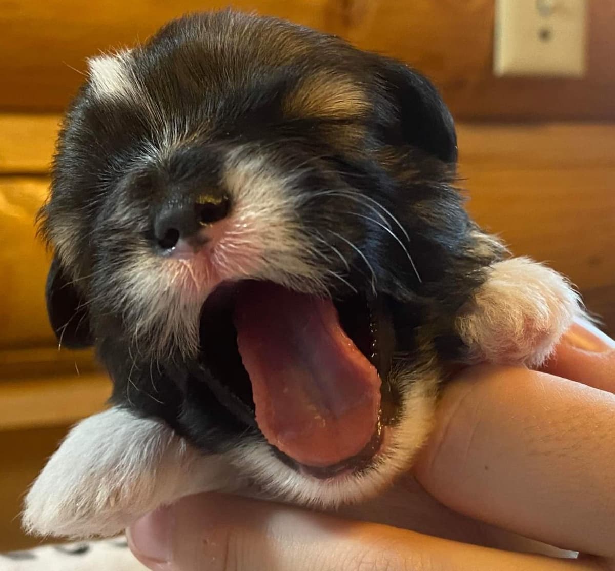 Lhasa Apso Puppies breeder image 9