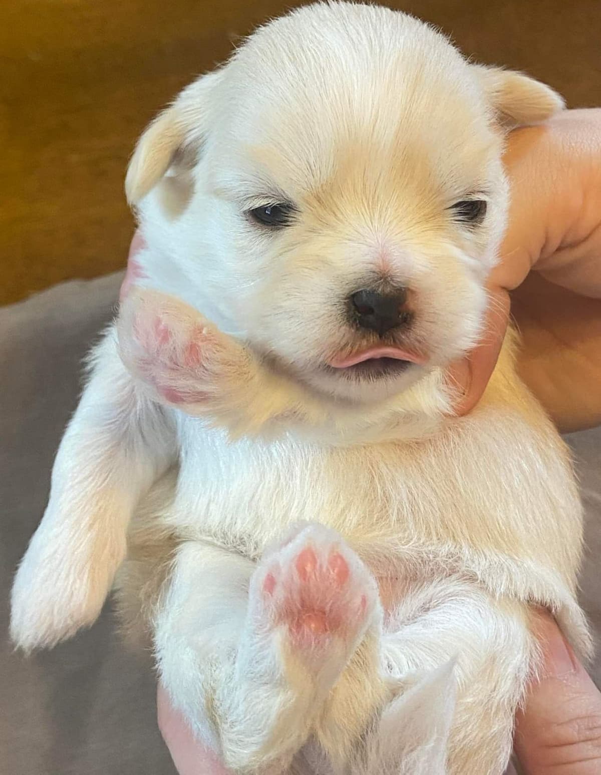 Lhasa Apso Puppies breeder image 10