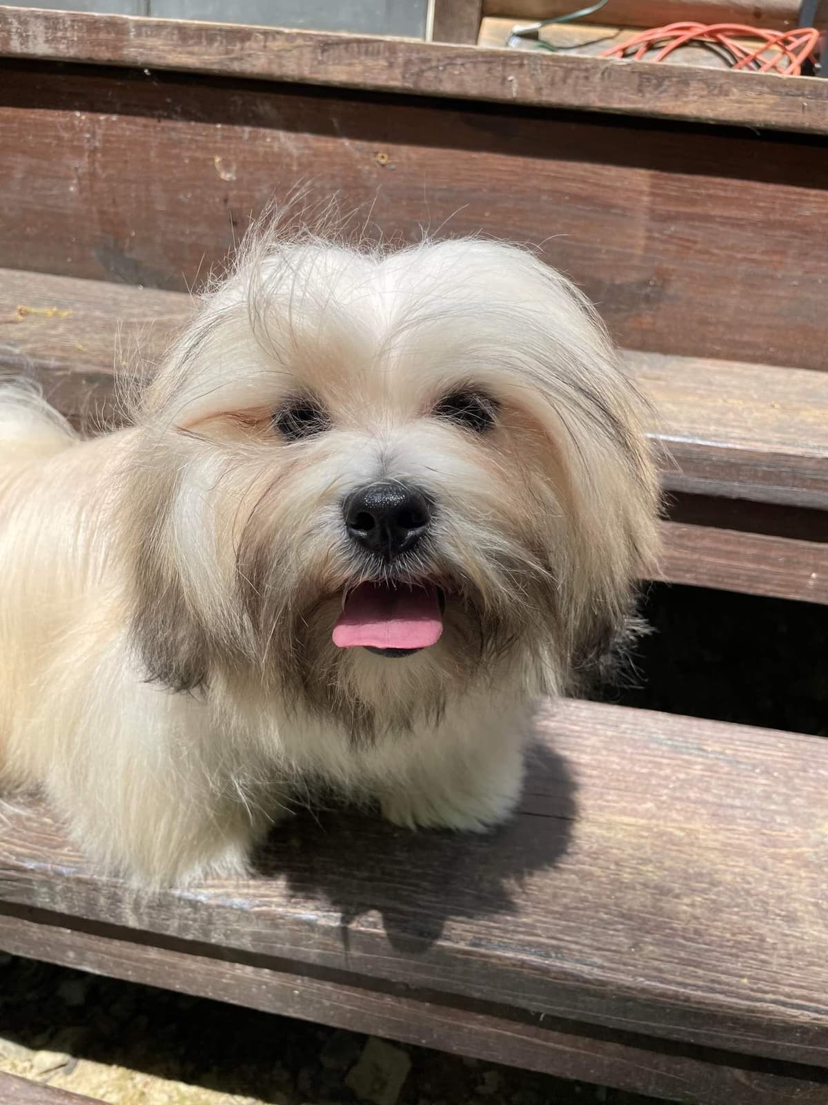 Lhasa Apso Puppies breeder image 13