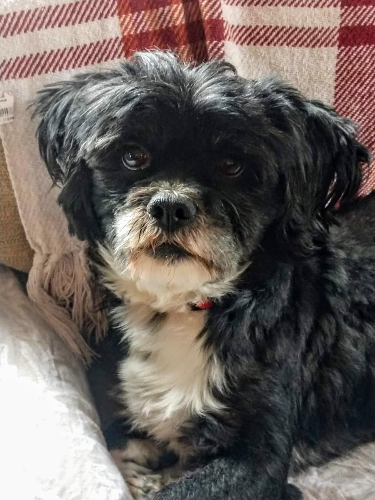 Lhasa Apso Puppies breeder image 11