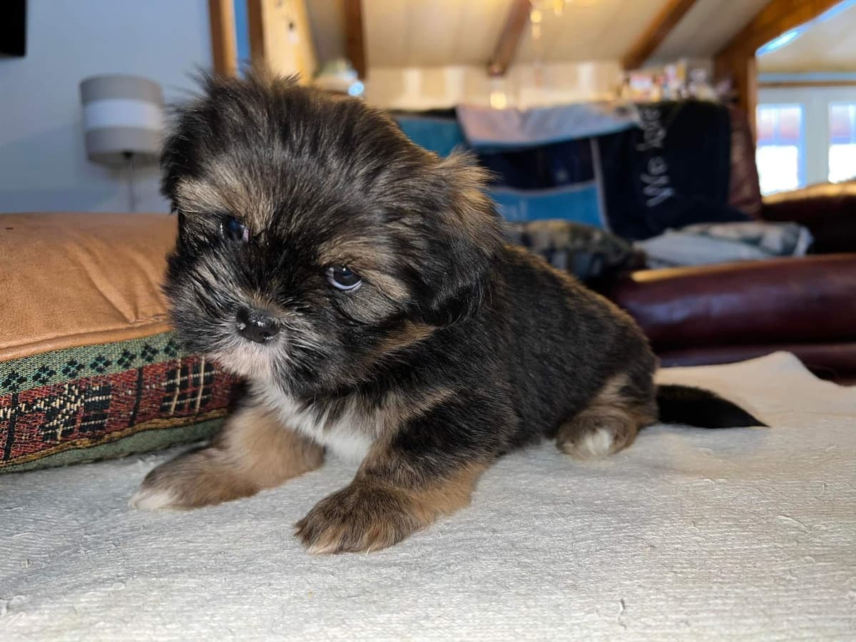 Lhasa Apso Puppies breeder image 12