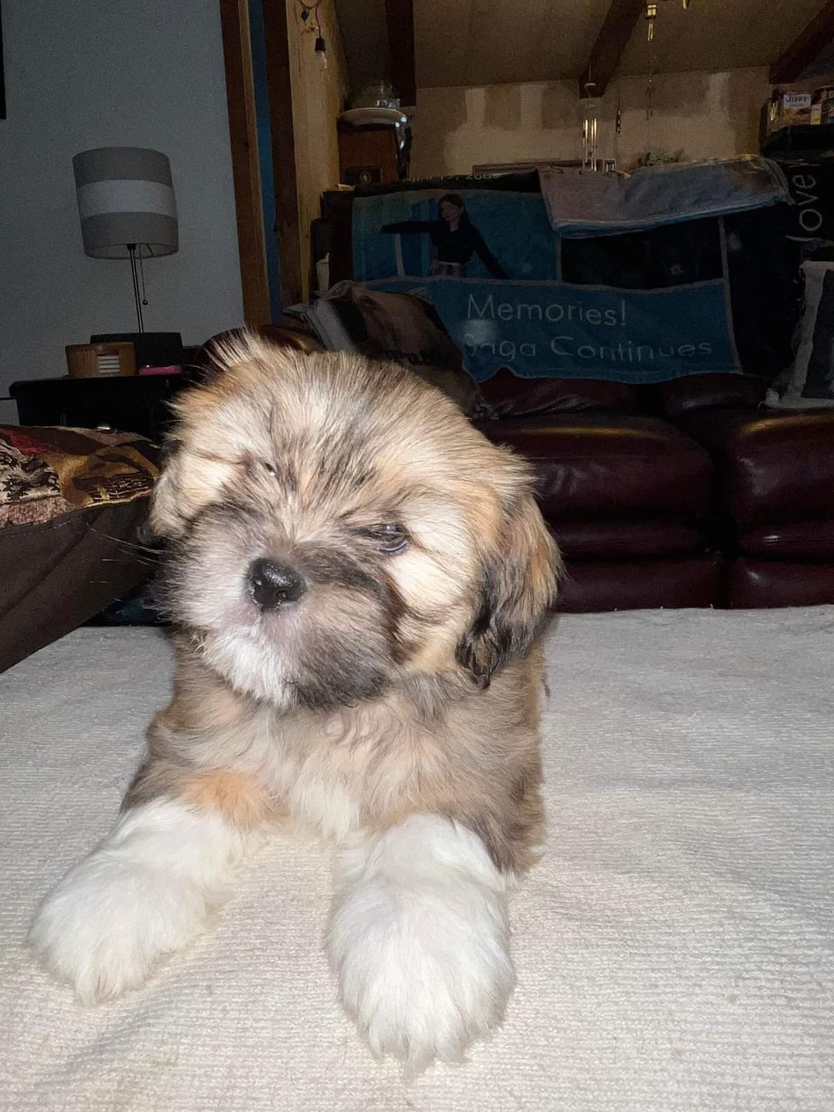 Lhasa Apso Puppies breeder image 14