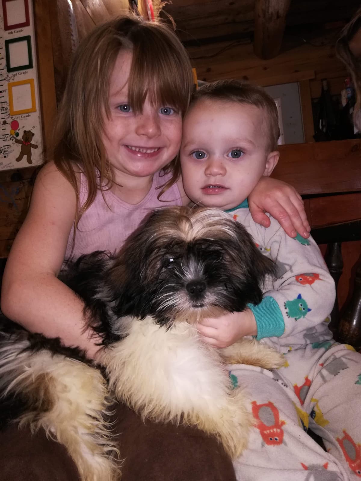 Lhasa Apso Puppies breeder image 15