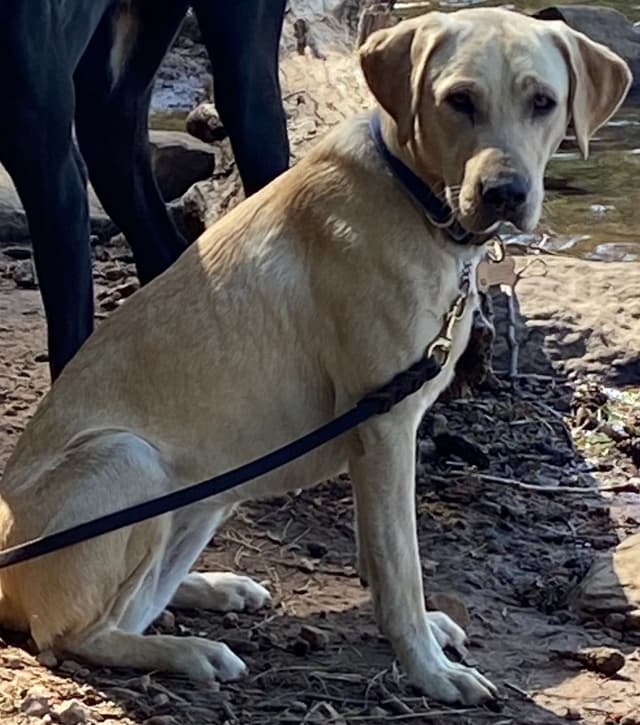 Labrador Retriever Puppies media 6