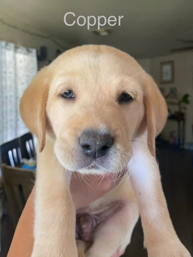 Labrador Retriever Puppies media 3