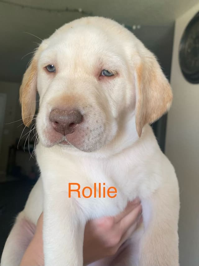 Labrador Retriever Puppies media 2