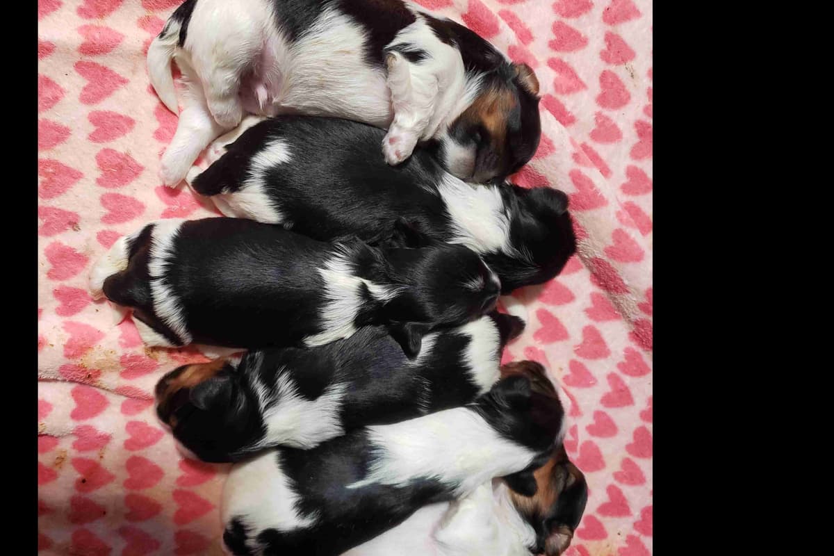 Biewer Terrier Puppies breeder image 1