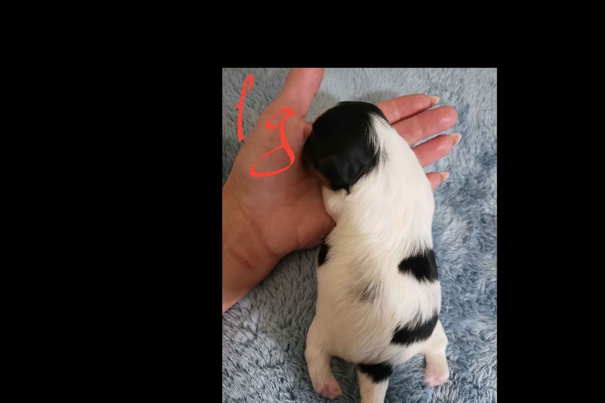 Biewer Terrier Puppies breeder image 2