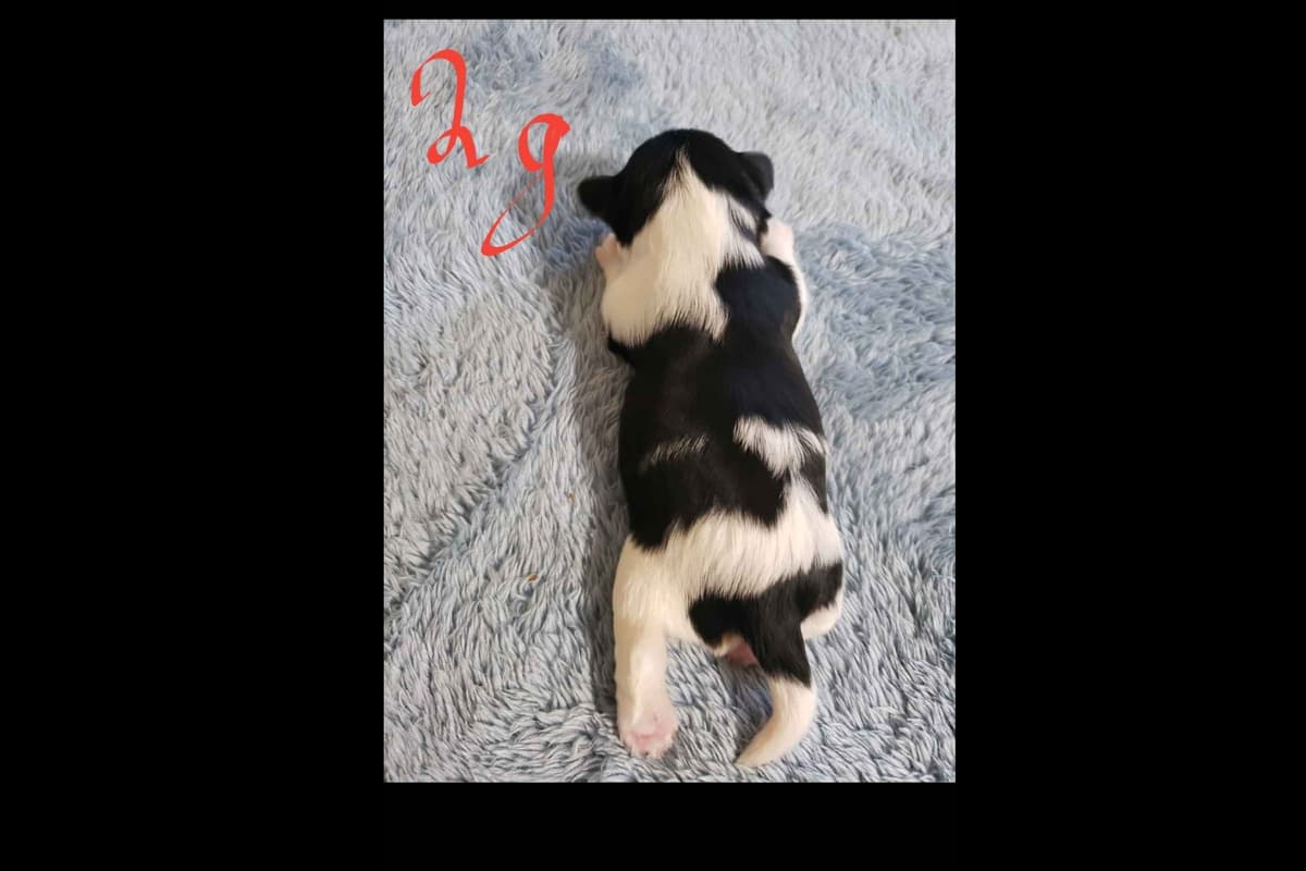 Biewer Terrier Puppies breeder image 3