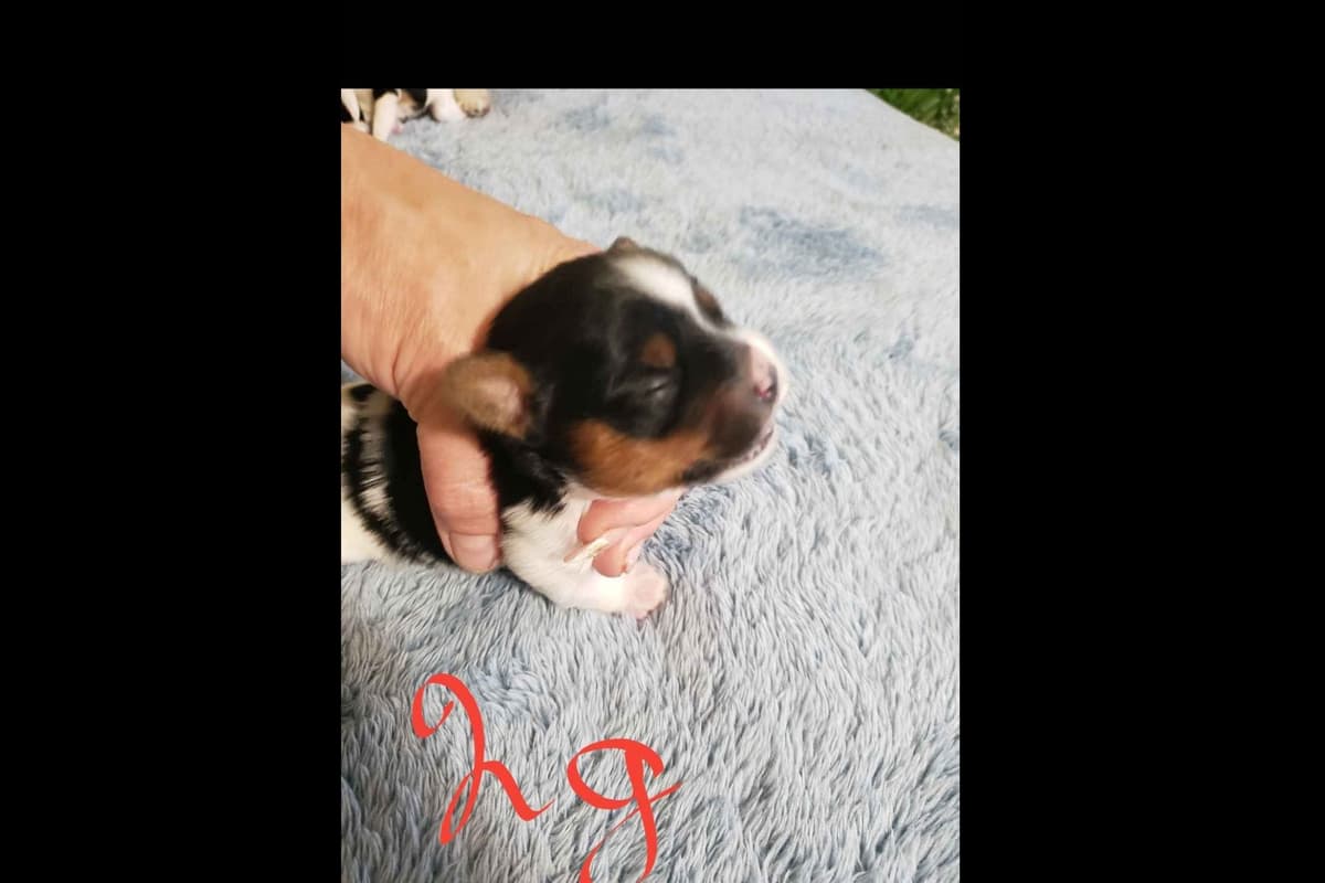 Biewer Terrier Puppies breeder image 4