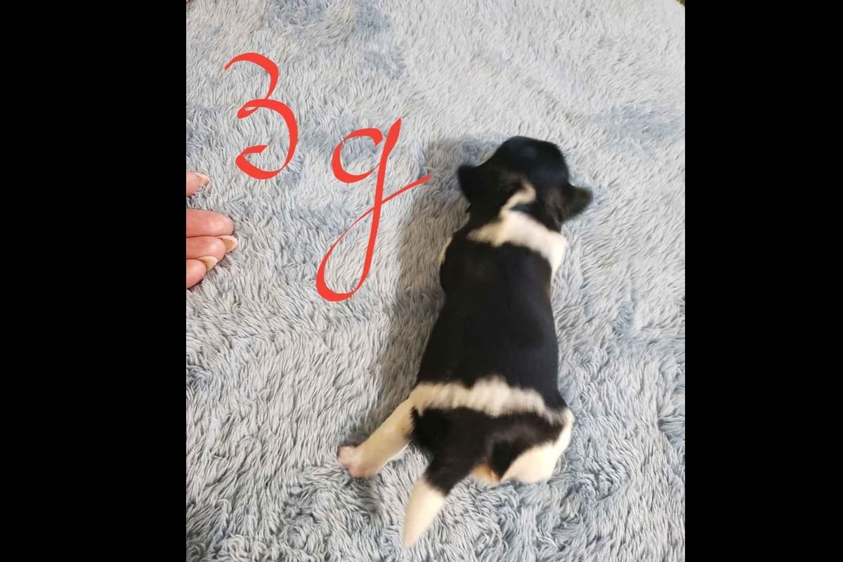 Biewer Terrier Puppies breeder image 5
