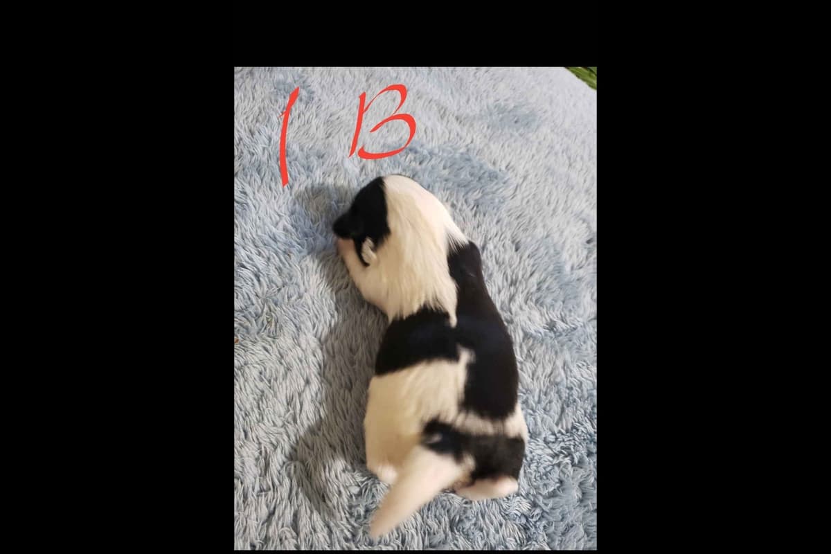 Biewer Terrier Puppies breeder image 6