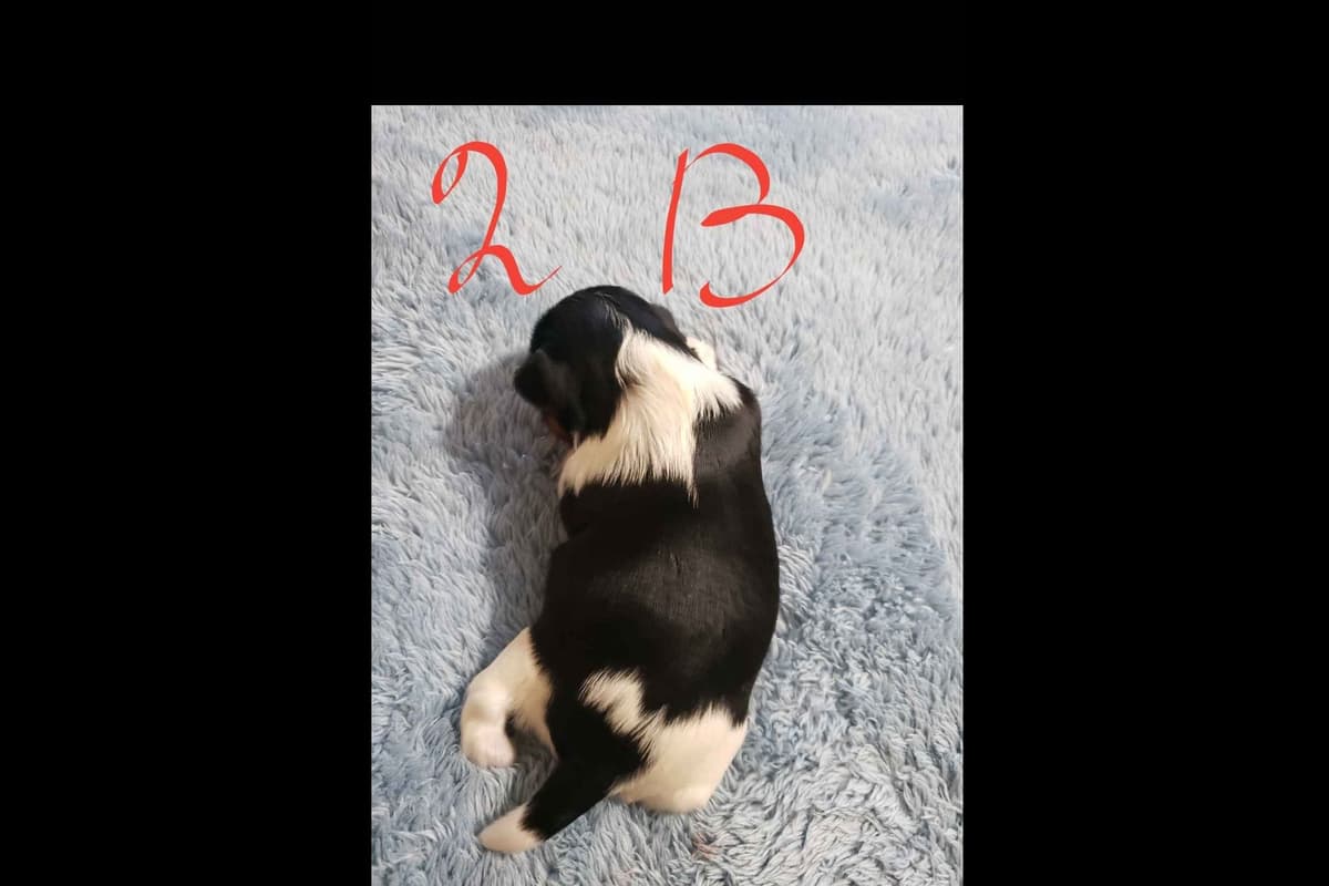 Biewer Terrier Puppies breeder image 7
