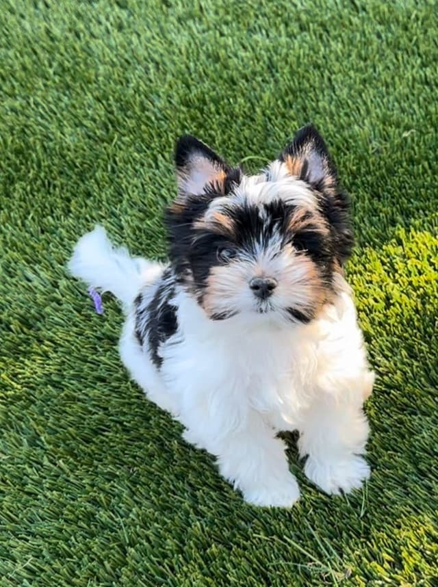 Biewer Terrier Puppies media 2