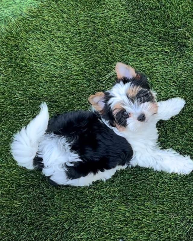 Biewer Terrier Puppies media 3
