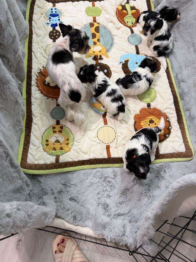 Biewer Terrier Puppies media 2
