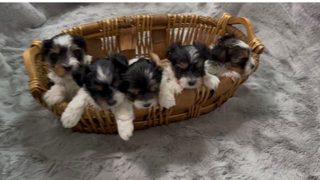 Biewer Terrier Puppies media 3