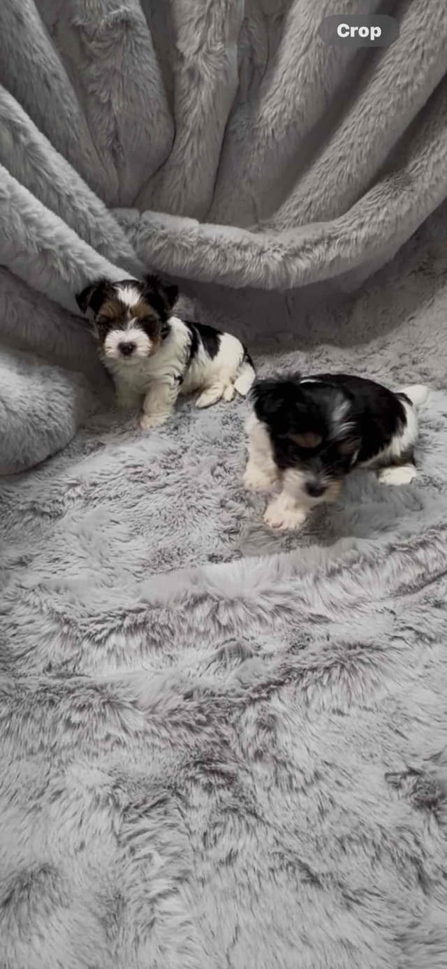 Biewer Terrier Puppies media 4