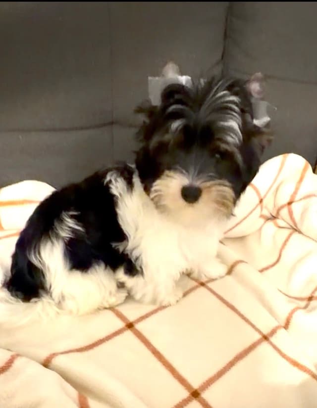 Biewer Terrier Puppies media 4