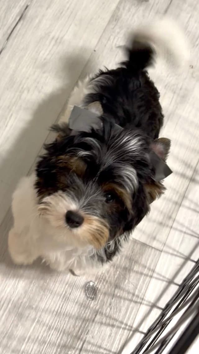 Biewer Terrier Puppies media 5