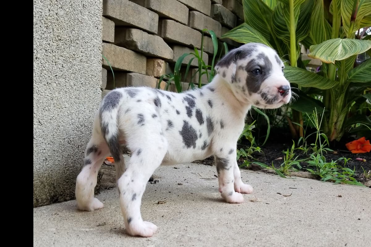 French Bulldog Puppies breeder image 3