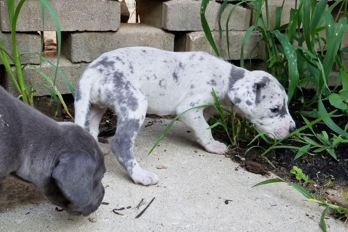 French Bulldog Puppies breeder image 8