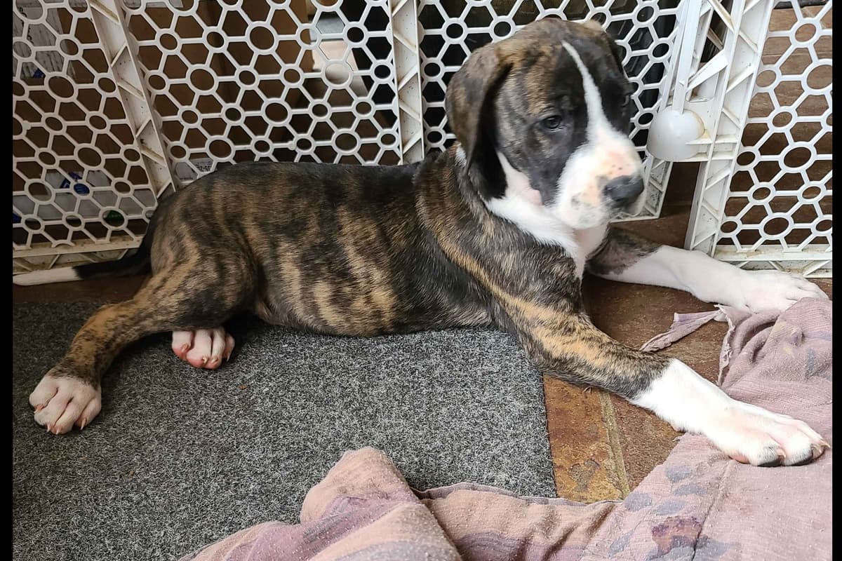 French Bulldog Puppies breeder image 17