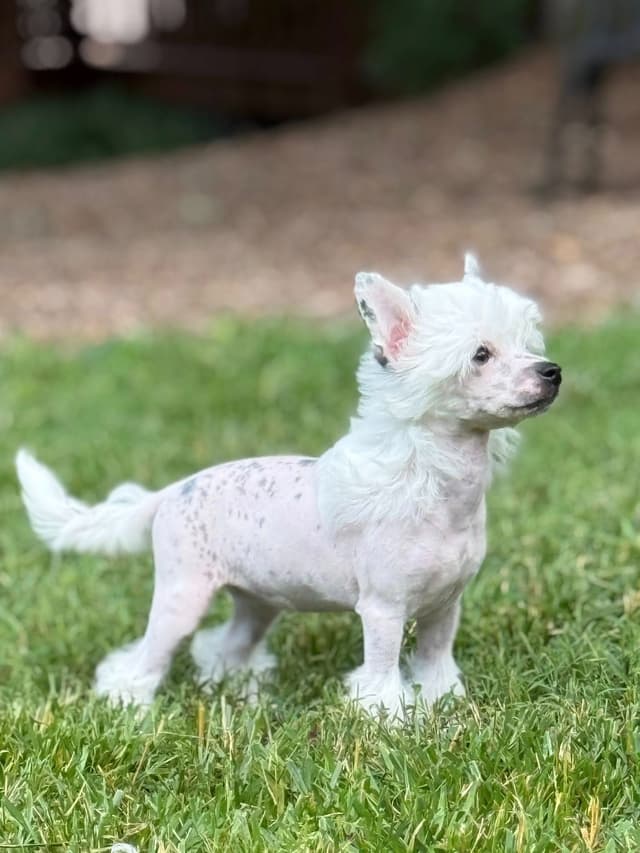 Chinese Crested Puppies media 2