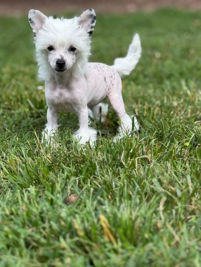 Chinese Crested Puppies media 3
