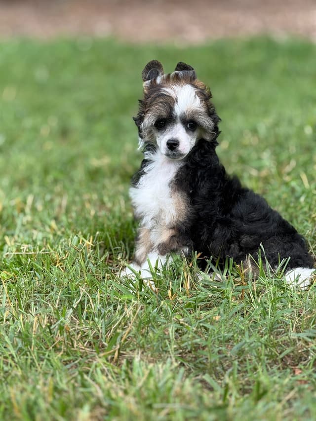 Chinese Crested Puppies media 4