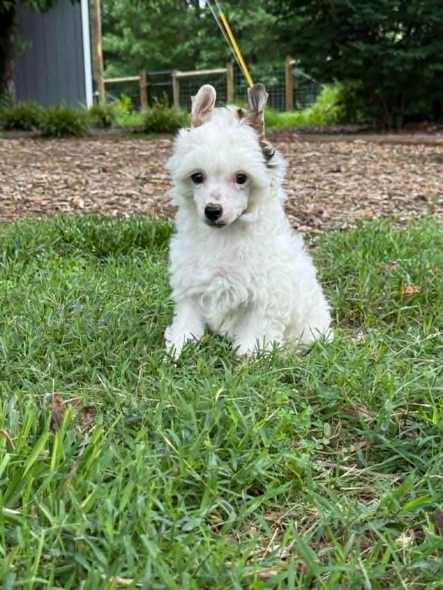 Chinese Crested Puppies media 5
