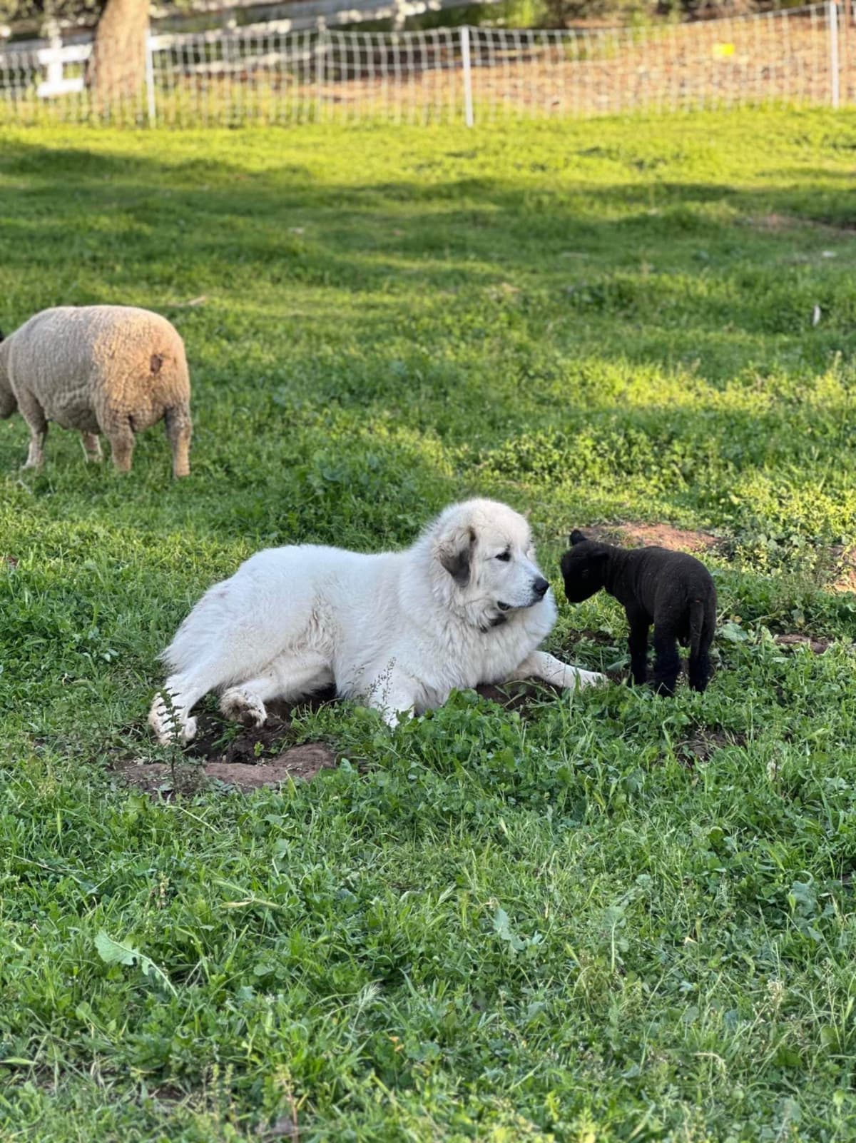 Great Pyrenees Puppies San Diego breeder image 1