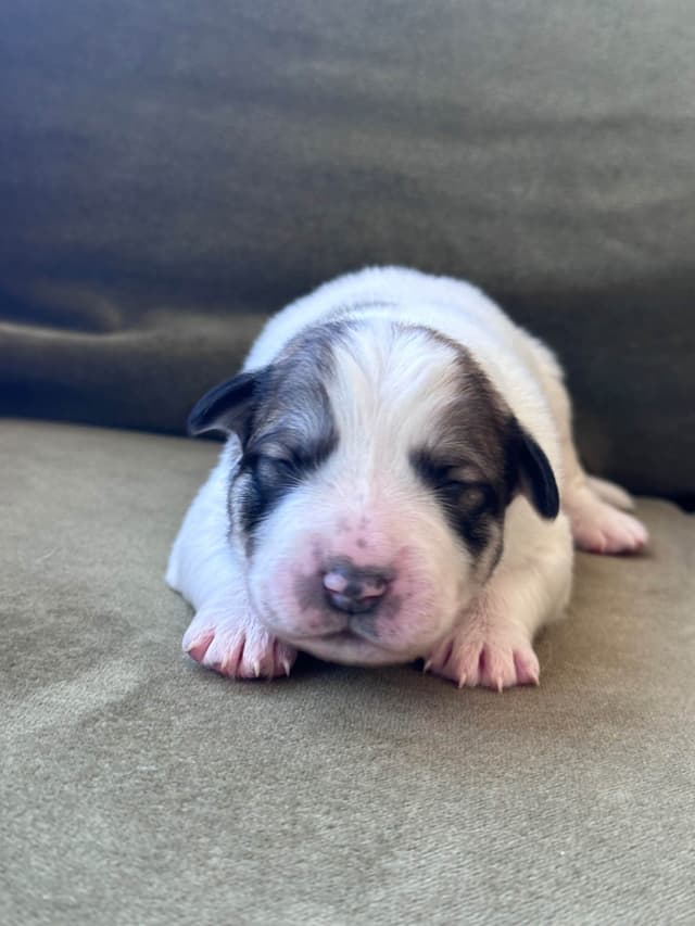 Great Pyrenees Puppies San Diego media 2