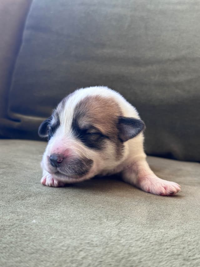 Great Pyrenees Puppies San Diego media 3