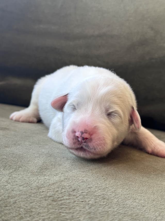 Great Pyrenees Puppies San Diego media 4