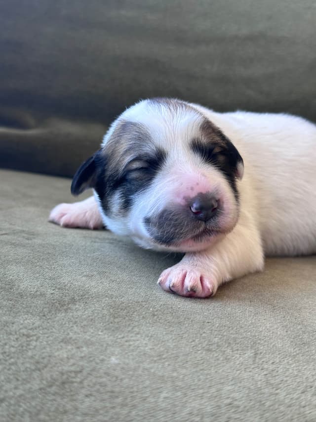 Great Pyrenees Puppies San Diego media 5